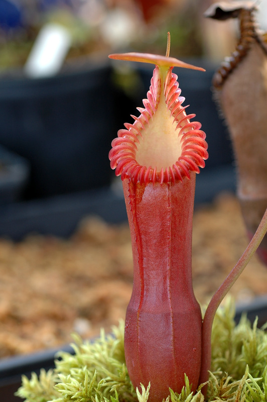 Tropical pitcher plants for sale